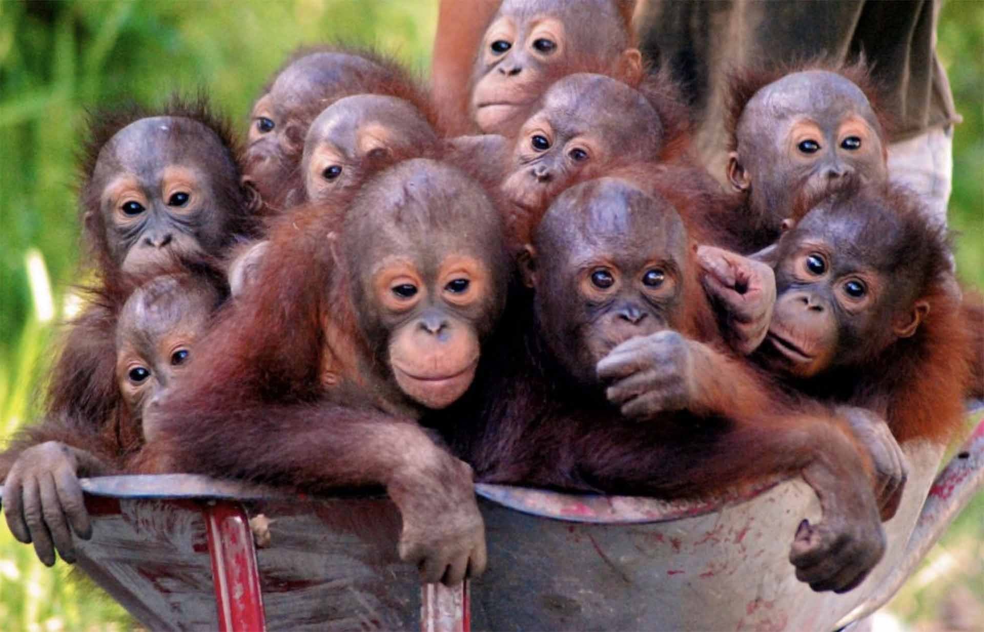 Endangered Species Day: 3 Ways to Make a Difference