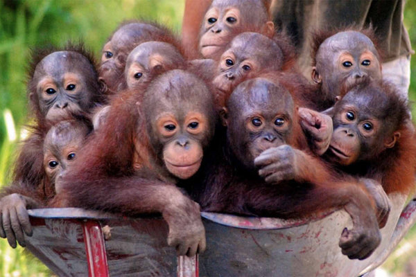 Endangered Species Day: 3 Ways to Make a Difference